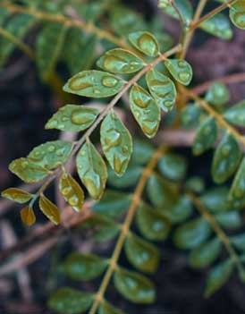 curry-leaves